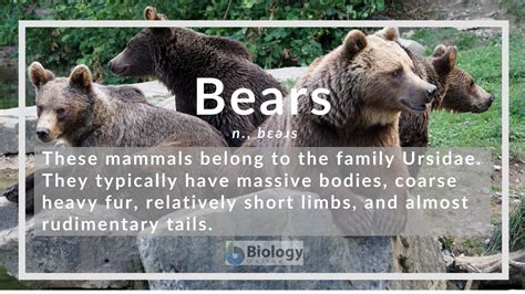 bears транскрипция|Google Translate.